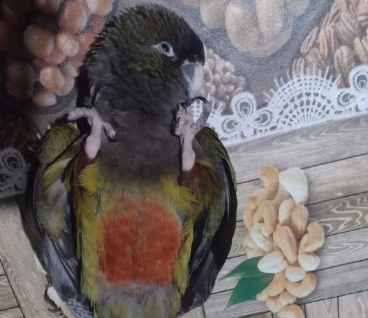 Un vecino pidió ayuda para recuperar a su loro perdido