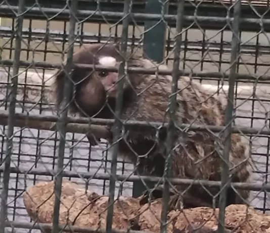 Vendía monos en la estación de Lanús y quedó detenido